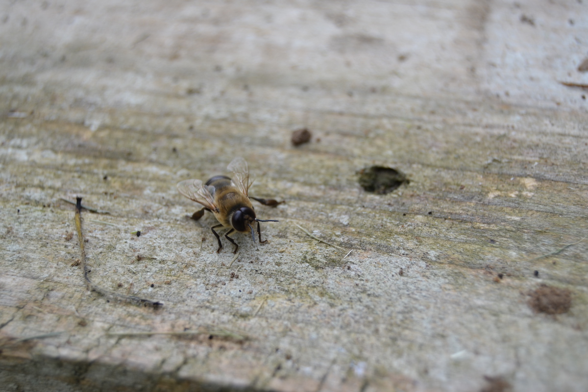 Eine Drohne wurde von dem Bienenvolk vor die Tür gesetzt
