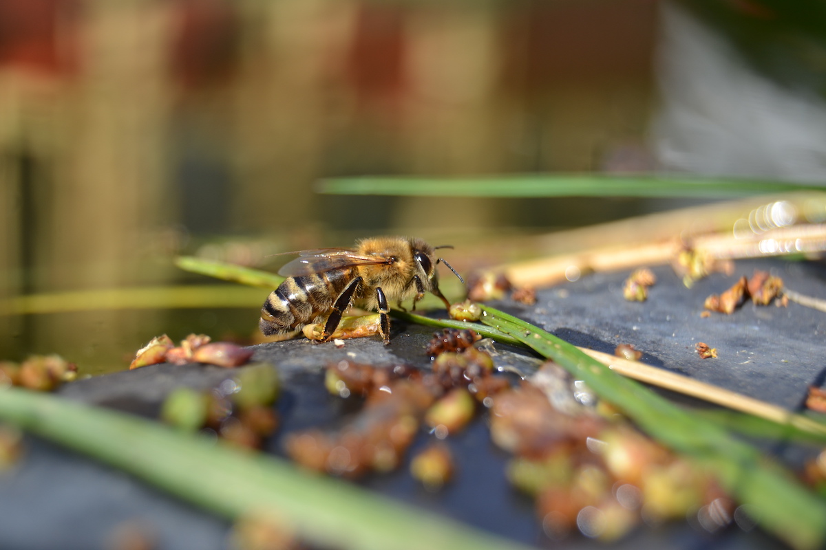 Eine Honigbiene nimmt Wasser auf
