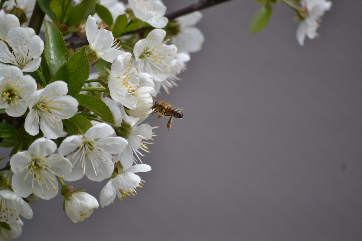 Eine Honigbiene sammelt Nektar und Pollen an der Kirschblüte