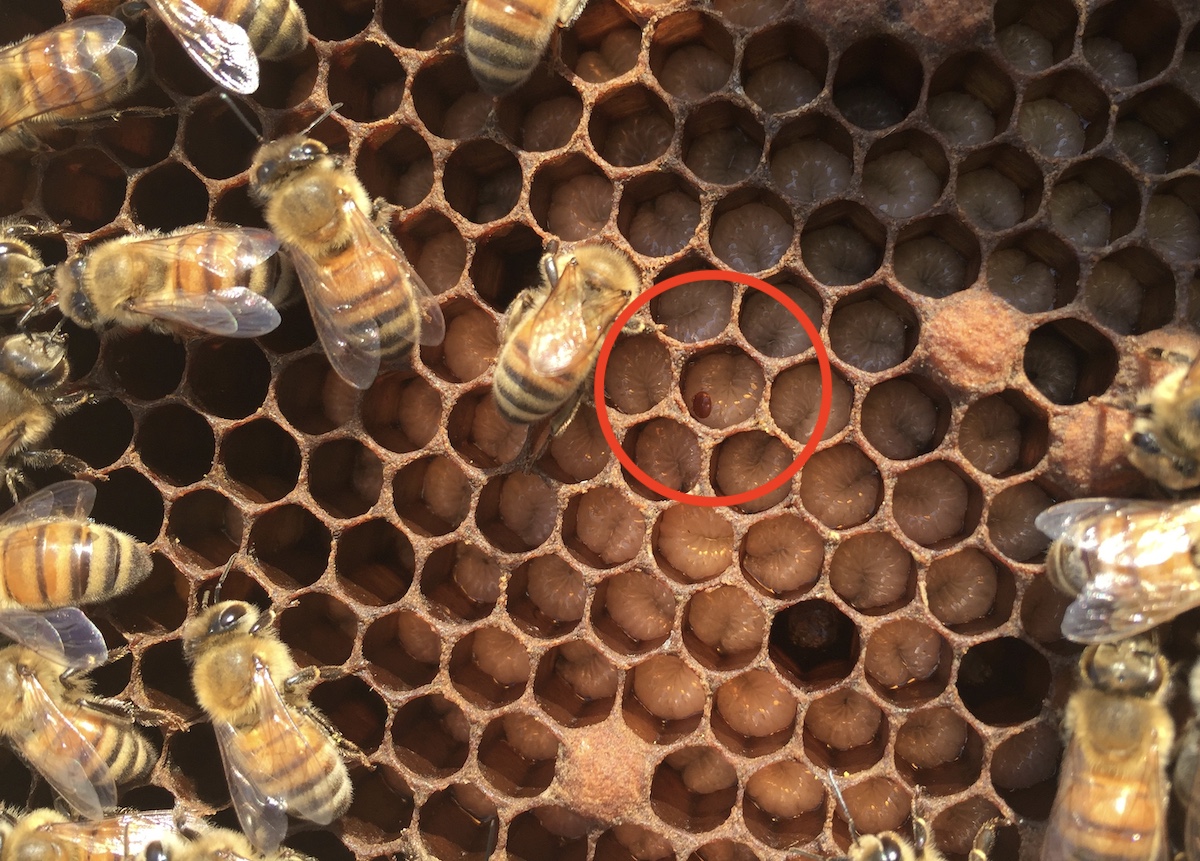 Eine Varroamilbe sitzt in der Bienenbrut