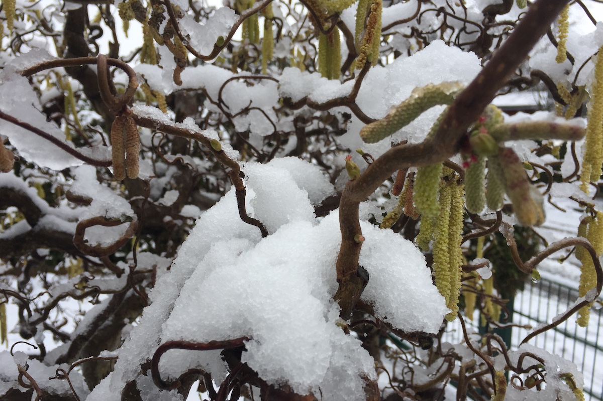 Haselnusspollen hängen an einem noch schneebedeckten Geäst