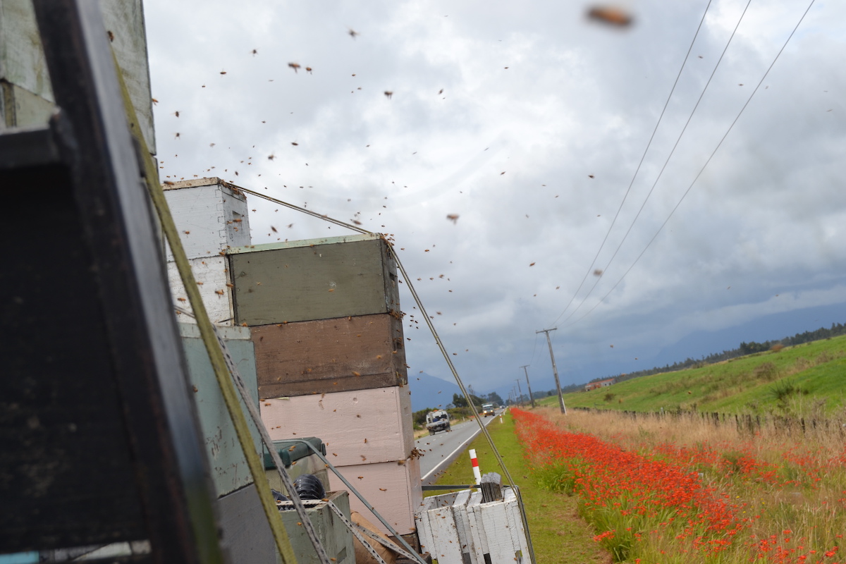 Honigbienen räubern an Honigzargen auf einem LKW
