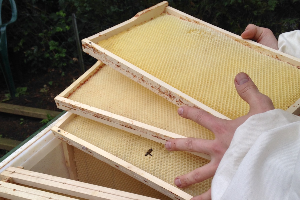 Honigwaben werden auf das Bienenvolk gesetzt
