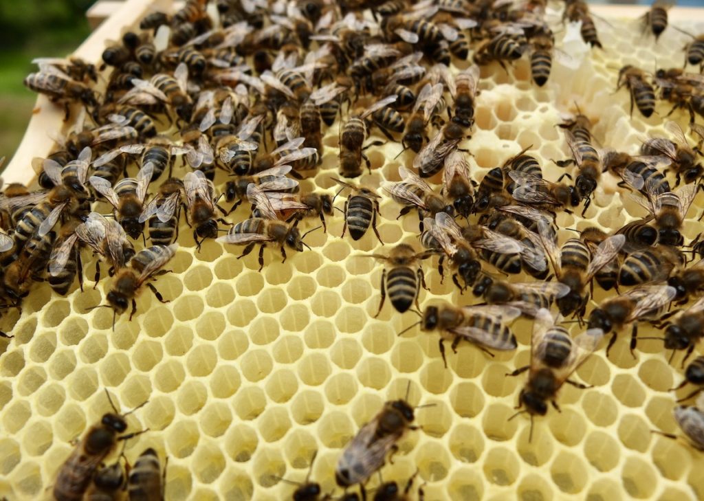 Im August des Bienenjahres wird weniger Brut erzeugt