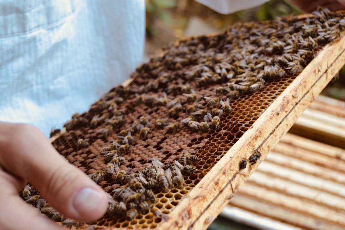 Im Oktober des Bienenjahres sollten die Bienenvölker noch einmal überprüft werden
