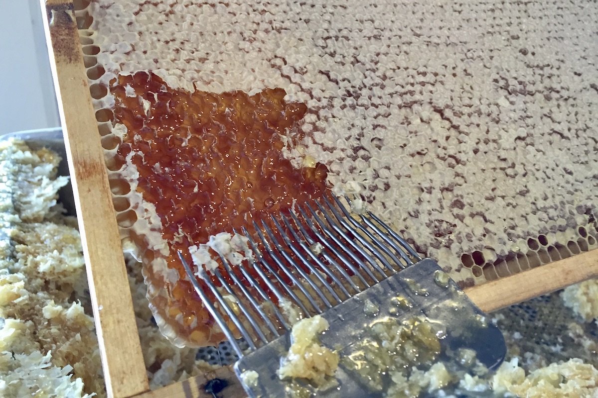 Mit einer Entdeckelungsgabel werden die Honigzellen frei gelegt