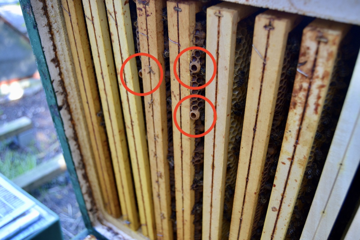 Spielnäpfchen befinden sich an der Unterseite von Bienenwaben