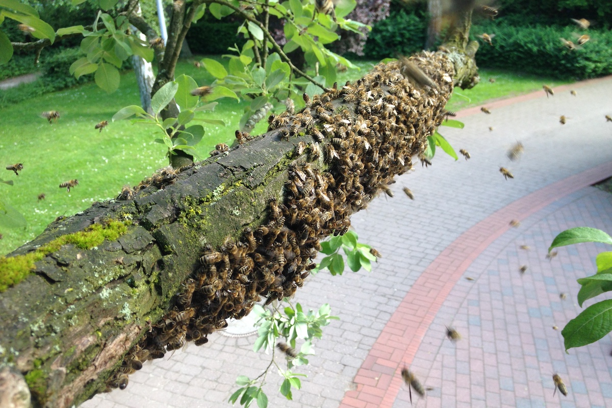 Titelbild Mai im Bienenjahr - Ein Bienenschwarm hängt an einem Ast