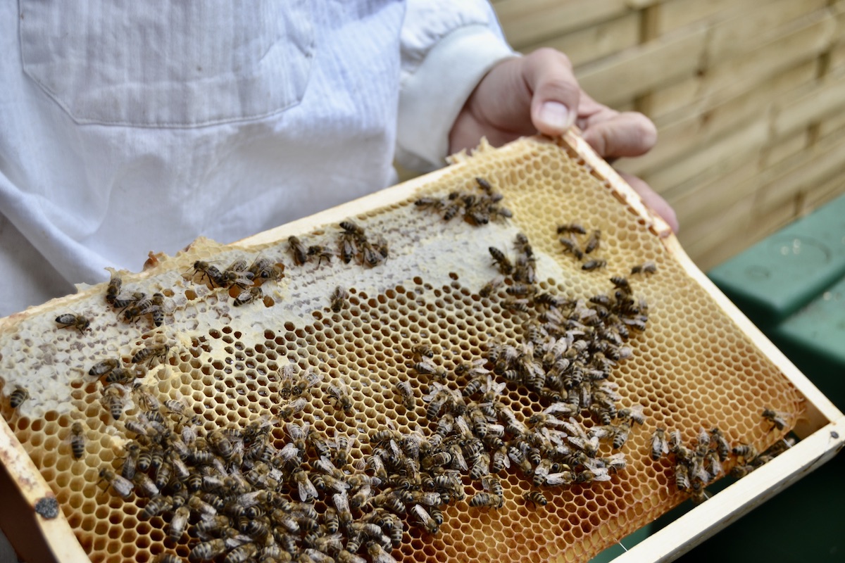 viele Winterbienen sitzen auf einer Futterwabe