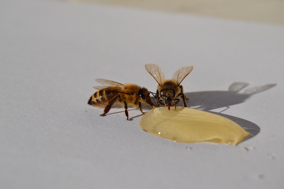zwei Bienen nehmen Honig auf
