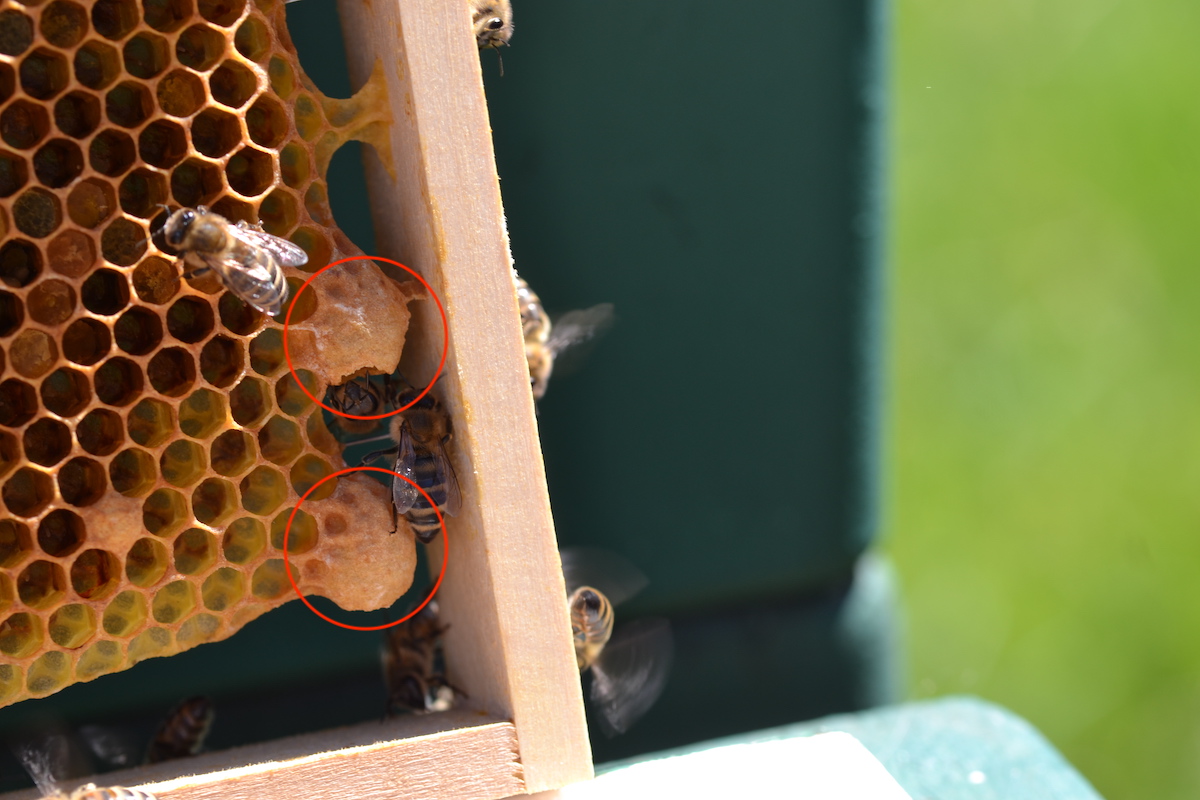 Ansätze einer Königinzelle bei Honigbienen