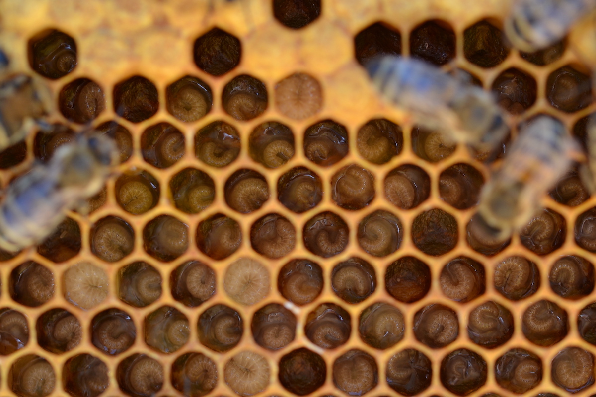 Bienenlarven in den Zellen von Honigbienen