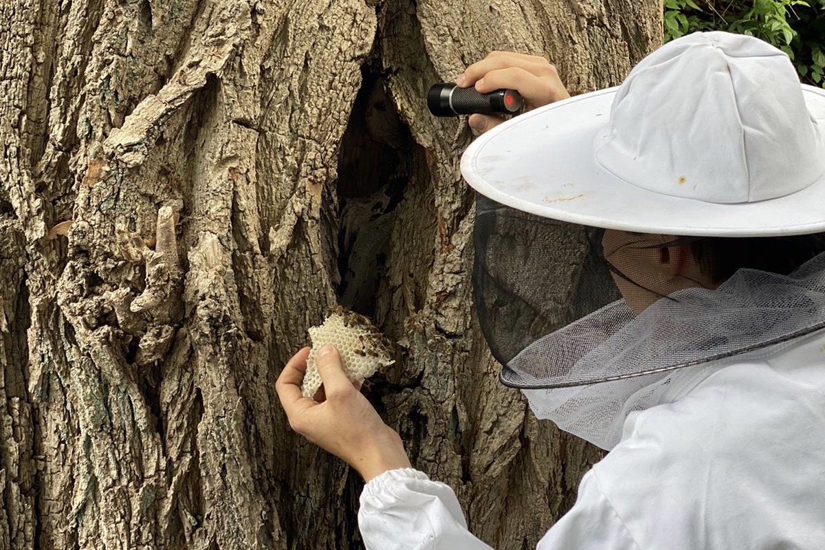 Ein Imker blickt in eine Baumhöhle, in der Honigbienen auf natürliche Weise leben
