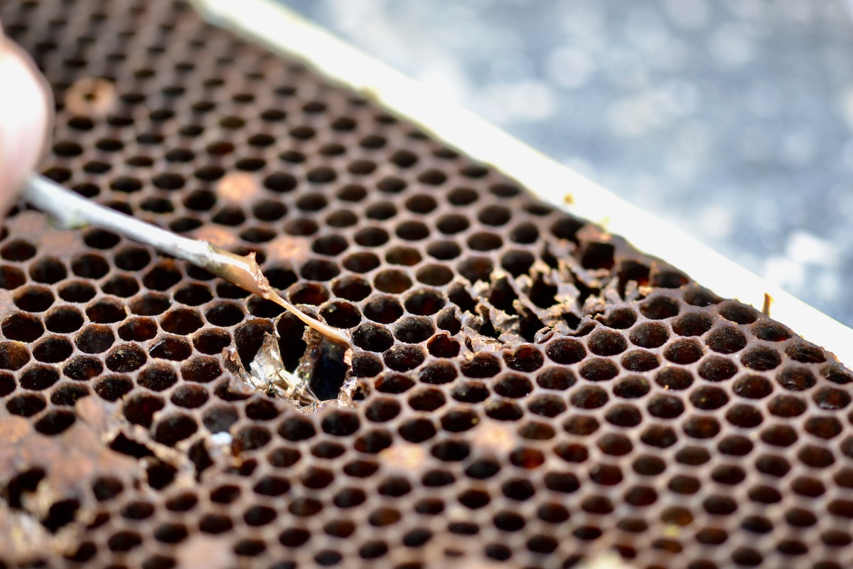 Fadenziehende Masse, ein typisches Anzeichen von Amerikanischer Faulbrut bei Honigbienen