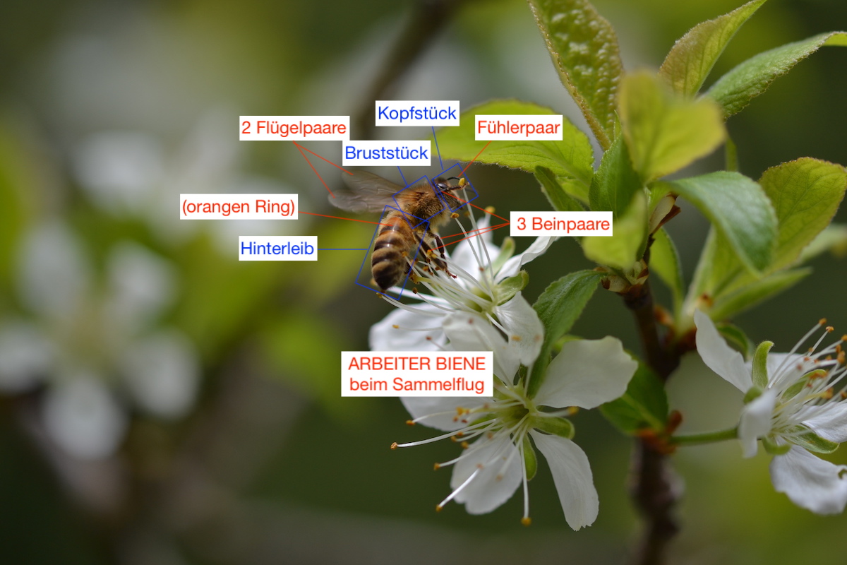 Honigbiene erkennen anhand von Merkmalen - Arbeiter Biene beim Sammelflug mit Kennzeichnugnen