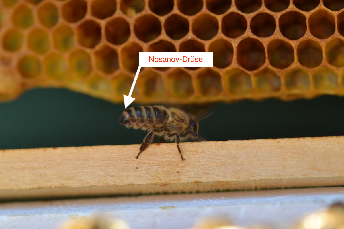 Nosanovsche Drüse bei Honigbienen
