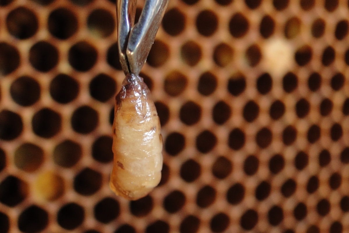 Sackbrut Erkrankung von Honigbienen