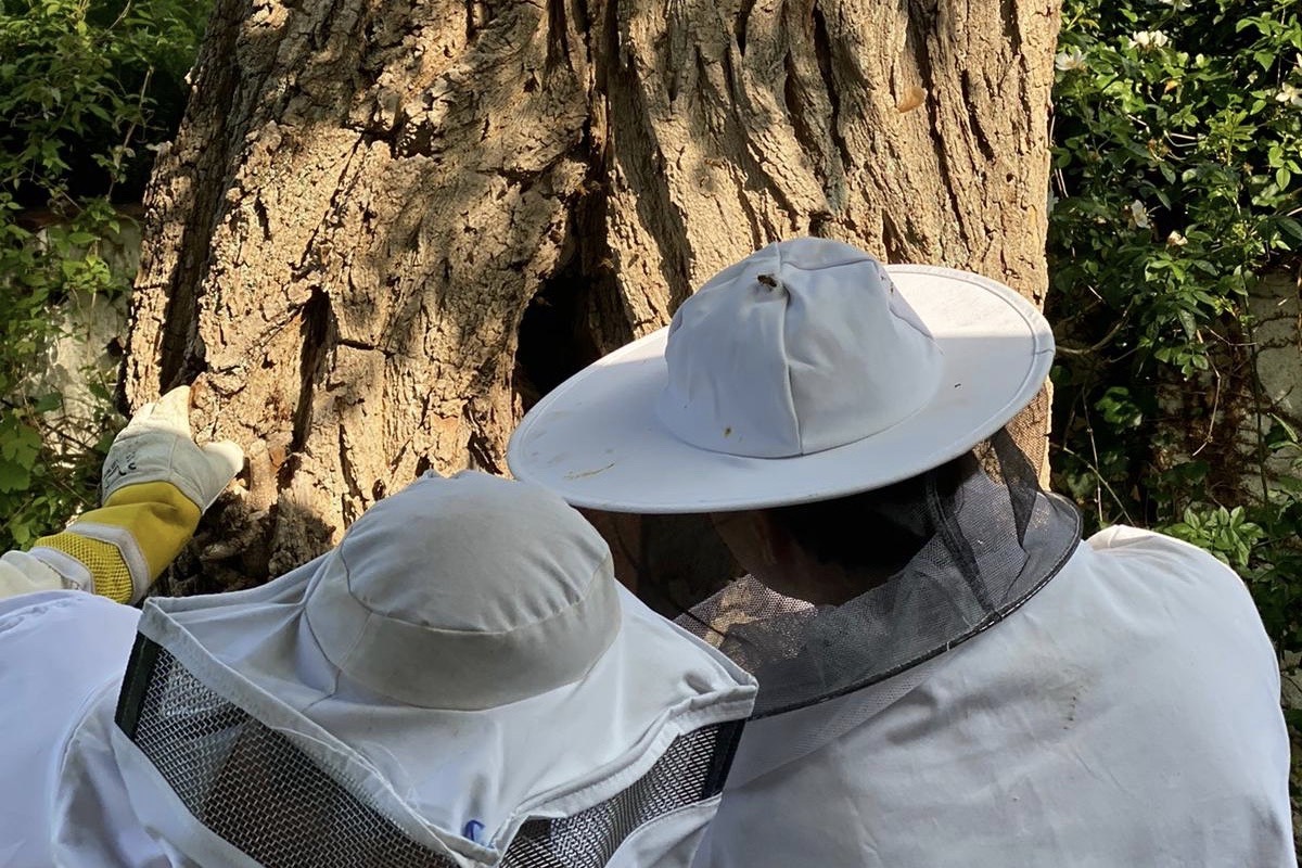 Zwei Imker bestaunen ein Bienenvolk in einer Baumhöhle